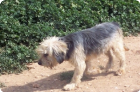 RAMBO (Patenhund 30%)
