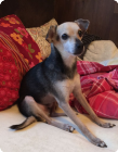 Rikki + 08.07.2018