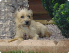 Xena