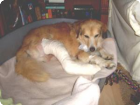 Benny (Patenhund 100 %)