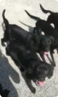 Hundefamilie gerettet