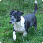 GRETE (Patenhund 100%)